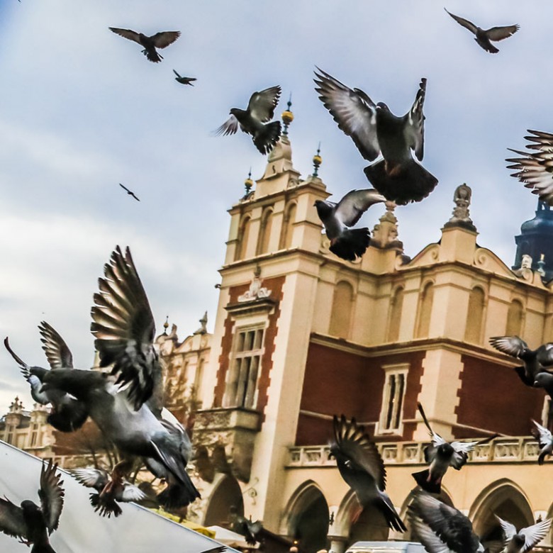 Rock pigeons