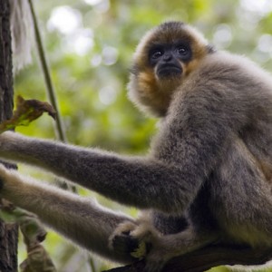 Genome evolution - gibbon